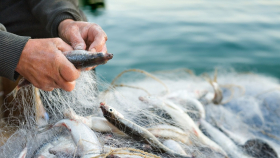 Россия на этой неделе увеличила добычу рыбы до 1,6 миллиона тонн